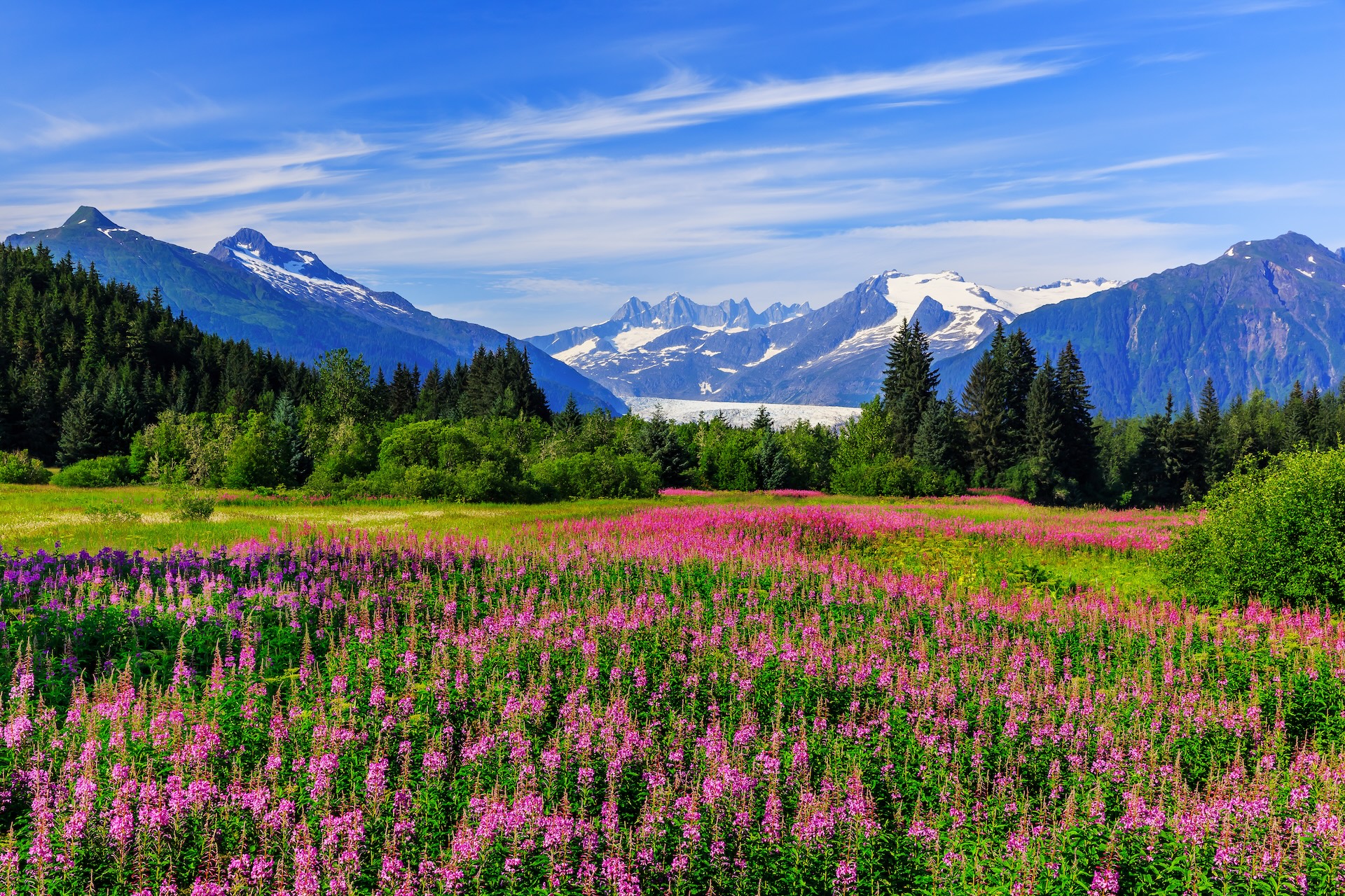 Juneau Alaska mountains and wildflowers